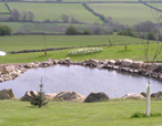 Pond and Landscape Design