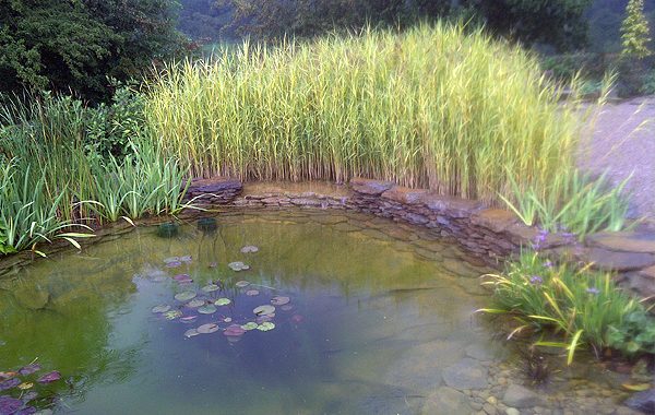 Reed Bed Filtration Project