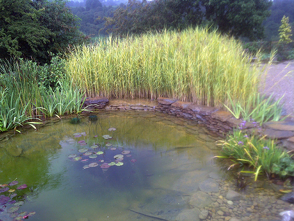 Reed Bed Filtration Project